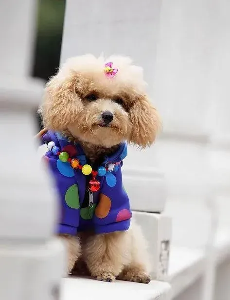 泰迪犬|泰迪犬驱虫后一直拉稀有虫子是怎么了