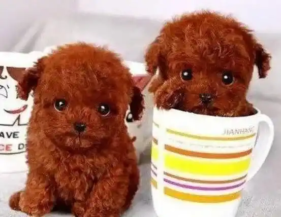 贵宾犬|最近贵宾犬过于偏瘦应如何是好啊