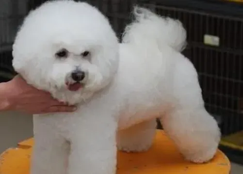 比熊犬|比熊犬散步期间喘气很厉害 是生病了吗