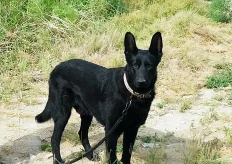 比利时牧羊犬能家养吗 比利时牧羊犬怎么养 | 比利时牧羊犬