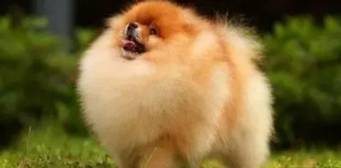 博美犬|炎炎夏季 如何知道博美犬是否遭到跳蚤的侵袭