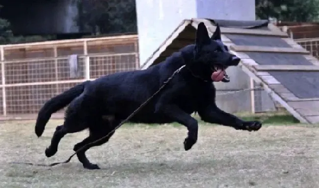 比利时牧羊犬|比利时牧羊犬有点咳嗽，带痰没事吧