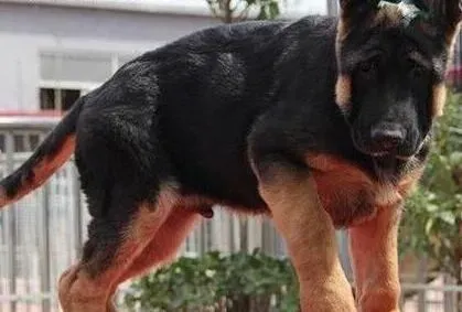 德国牧羊犬|文明懂礼貌 让德国牧羊犬幼犬不再乱咬人