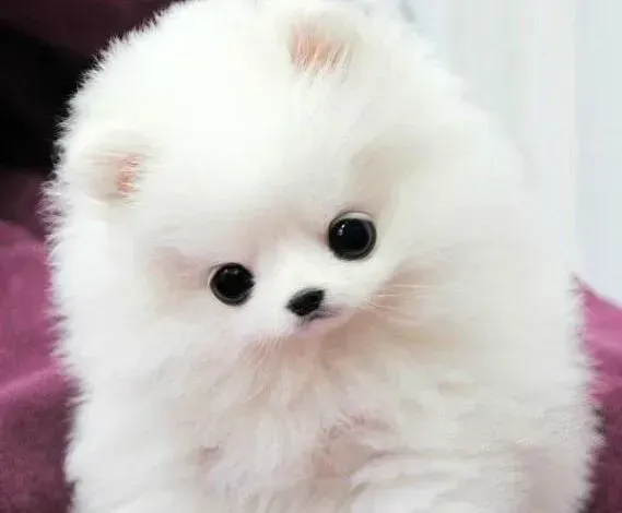 博美犬|博美犬出生后什么时候打第一针疫苗