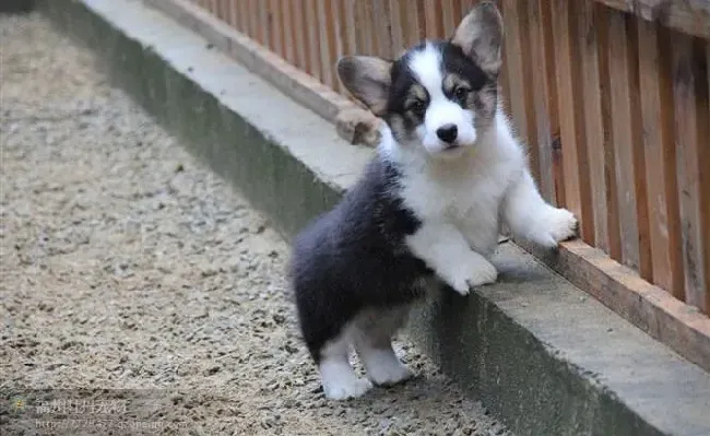 柯基犬|柯基犬患上细小后，咳嗽流鼻涕要怎么调理它