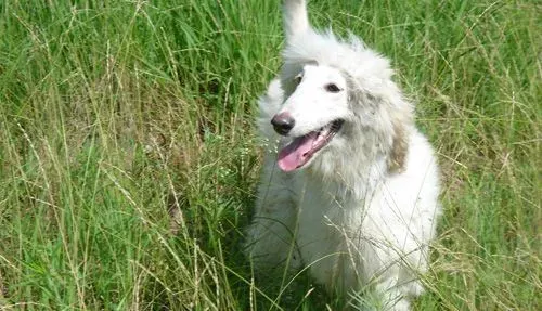 阿富汗猎犬喂养 饮食饮水固定比例 | 阿富汗猎犬