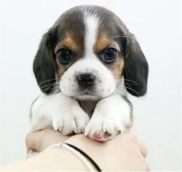 比格犬|比格犬咳嗽流鼻涕打喷嚏是感冒了吗