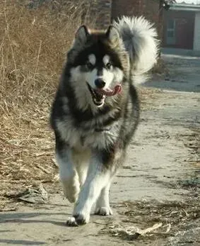 阿拉斯加犬|狗狗行为科学之为什么阿拉斯加犬喜欢舔人