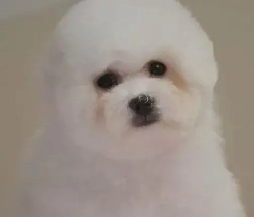 比熊犬|比熊犬身体出现疾病怎样科学医治
