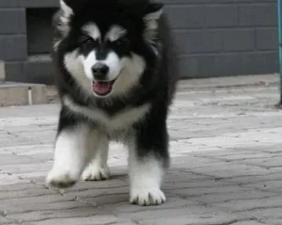 阿拉斯加犬|美容指南与步骤 简单护理阿拉斯加犬毛发的方法