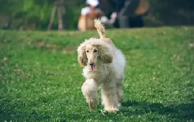 阿富汗猎犬|阿富汗猎犬呕吐拉肚子带血请医生帮忙看看