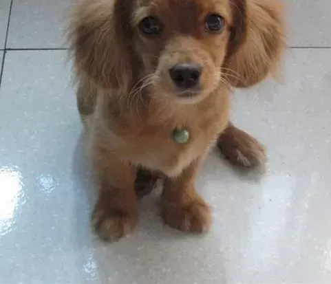 可卡犬|如何让可卡犬杜绝乱咬乱叫的坏习惯