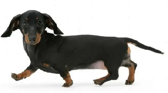 腊肠犬|腊肠犬不可以食用的三种毙命食物