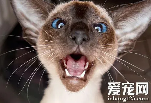 暹罗猫怎么养更好 了解它的习性 | 暹罗猫