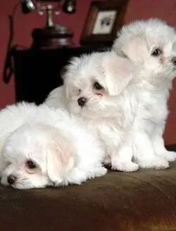 比熊犬|和毛发说拜拜 如何处理比熊犬身上脱落的毛发