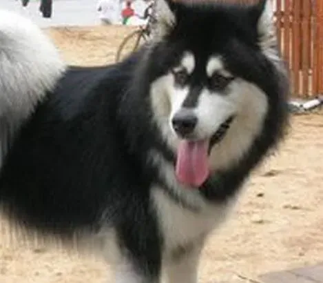 阿拉斯加犬|护理最佳方案 怎样照顾年老的阿拉斯加犬