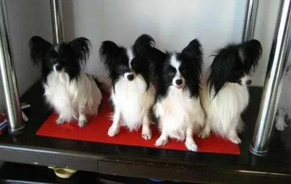 蝴蝶犬|蝴蝶犬拉稀呕吐不是细小是什么病