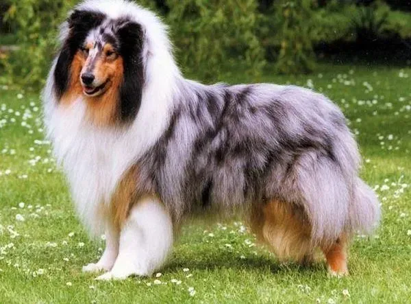 苏格兰牧羊犬|苏格兰牧羊犬老喜欢啃石头是缺少微量元素吗