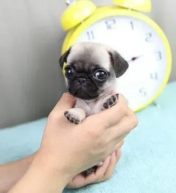 巴哥犬|巴哥犬患上细小后拉稀怎么办