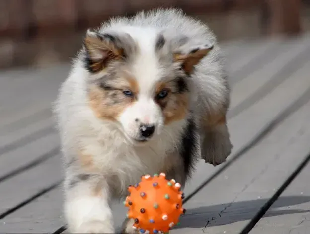 苏格兰牧羊犬|怎样让苏格兰牧羊犬具备玩飞盘的要领