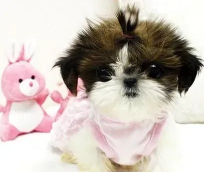  西施犬常见疾病 5种常见疾病及治疗 |  西施犬