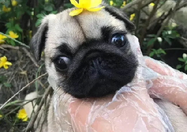 巴哥犬|巴哥犬患上细小后拉稀怎么办