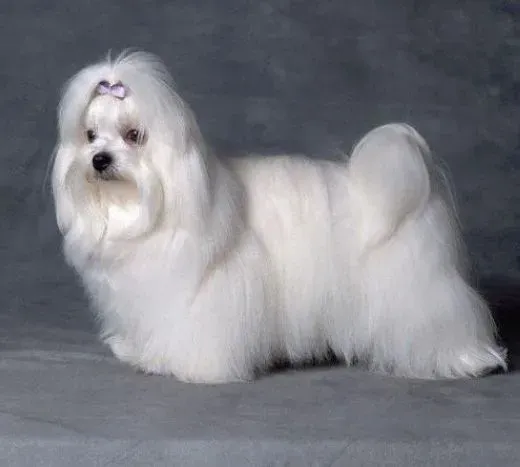 马尔济斯|给马尔济斯犬修剪指甲有哪些小技巧