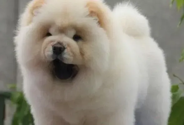 松狮犬|给松狮犬做绝育手术的前后需要注意什么