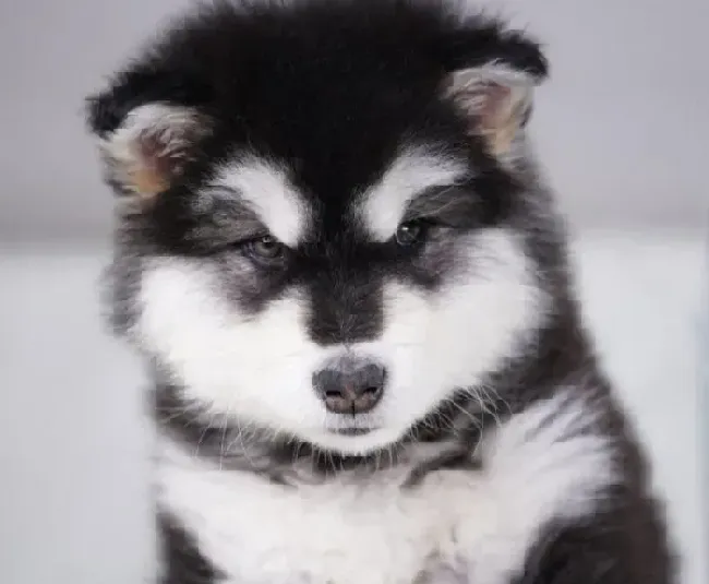 阿拉斯加犬|阿拉斯加犬吐黄色粘液是什么情况