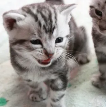 美国短毛猫怎么养 注意控制好食量 | 美国短毛猫