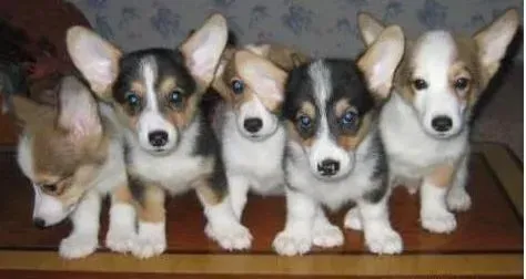 柯基犬|我家柯基犬患上细小疾病应如何医治