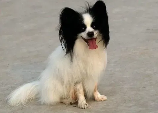 蝴蝶犬|清洁小时工告诉你如何科学的给蝴蝶犬洗澡