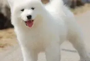 萨摩耶|萨摩耶两个月了吃什么补钙好