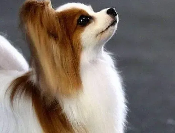 蝴蝶犬|玩具总动员 哪些玩具对于换牙期间的蝴蝶犬有帮助