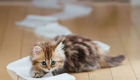 猫骨折了要怎么办 以整复固定功能恢复为原则 | 骨折