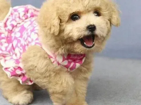 贵宾犬|如何预防贵宾犬患上皮肤病，求解答