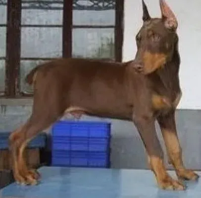 杜宾犬|最近杜宾犬出现抽搐现象是为什么