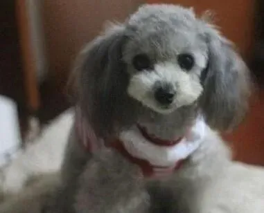 贵宾犬|为贵宾犬选购玩具有哪些技巧