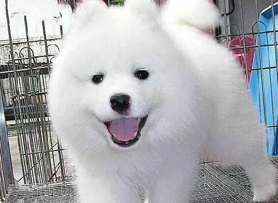 萨摩耶|训练萨摩耶犬我们该了解的问题有哪些