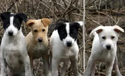 卡南犬好养吗 幼年时期饲养很关键 | 卡南犬