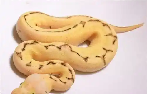 球蟒怎么分公母 球蟒看尾巴细长是公的 | 球蟒