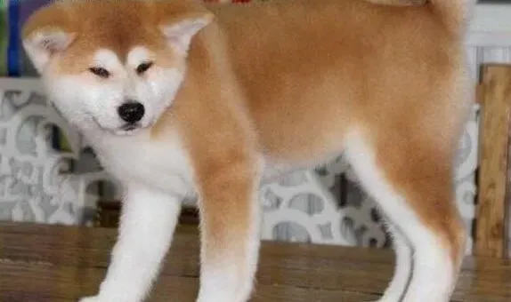 秋田犬|训犬必备 秋田犬出门前反应的训练