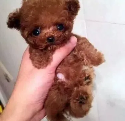 贵宾犬|让贵宾犬可以健康成长的基本法则