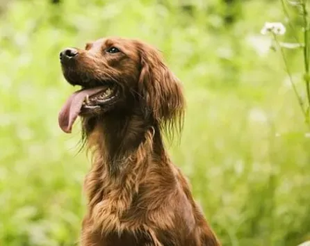 爱尔兰雪达犬怎么样 一种较晚成型犬种 | 爱尔兰雪达犬