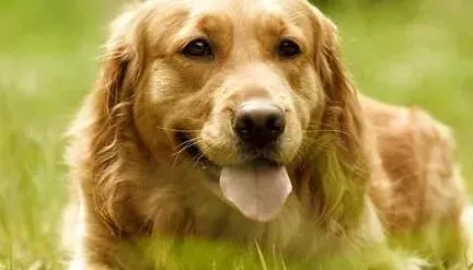 金毛|老年的金毛犬怎样散步最得当
