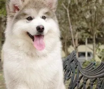 阿拉斯加犬|如何轻松训练成功阿拉斯加犬