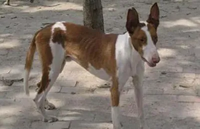 伊比赞猎犬好养吗 该犬毛发较容易打理 | 伊比赞猎犬