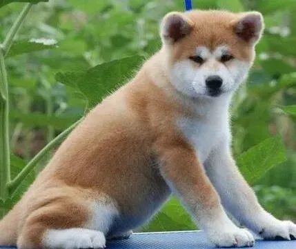 秋田犬|生活中家长们要如何照顾好秋田犬