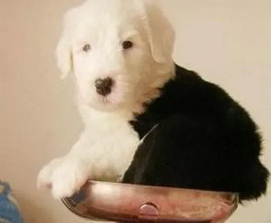 古代牧羊犬|我家古代牧羊犬两个月可以给它吃什么狗粮