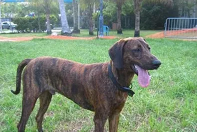 普罗特猎犬的养护常识 注意定期驱虫 | 普罗特猎犬